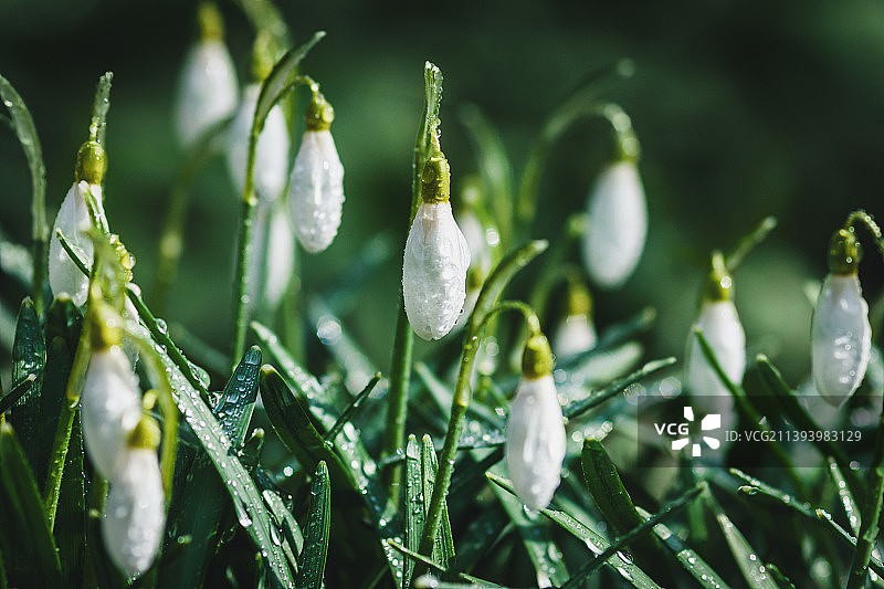 白色雪花莲湿在露珠在春天的森林-花蕾的特写图片素材