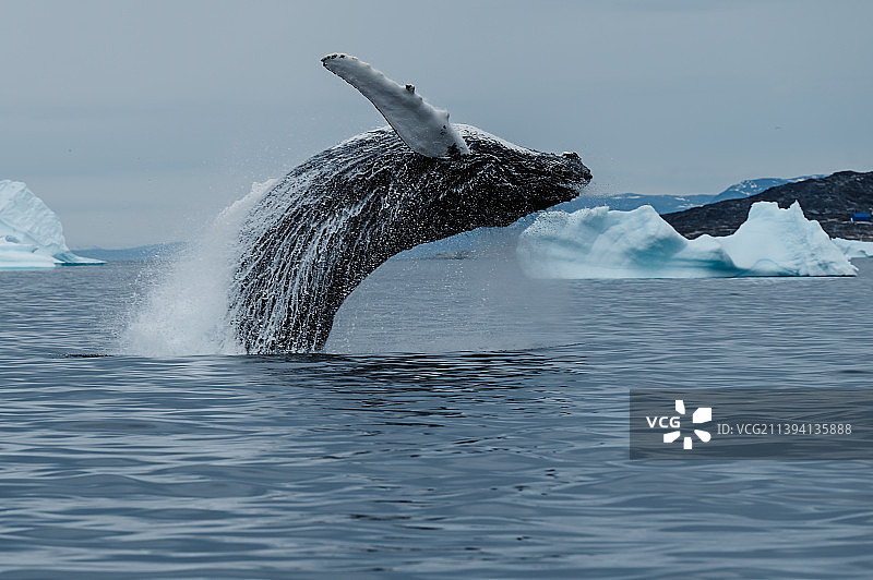 格陵兰座头鲸鲸鱼跃出水面 冰山背景 鲸跃图片素材
