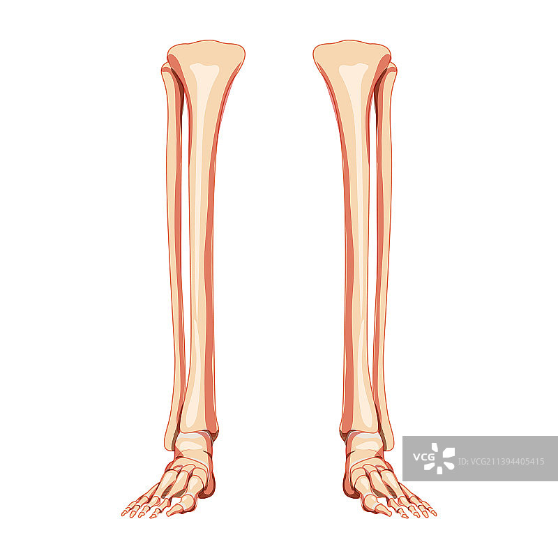 腿胫腓骨足踝骨人图片素材