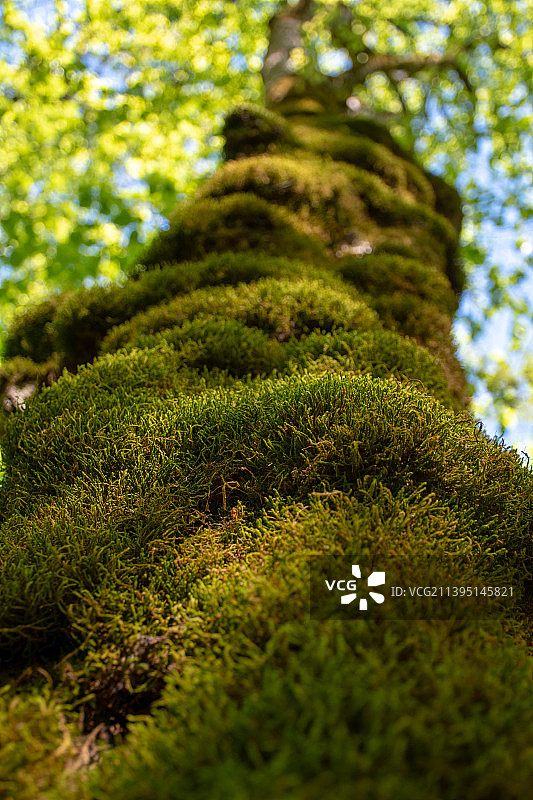 从低角度观察生长在树上的苔藓图片素材