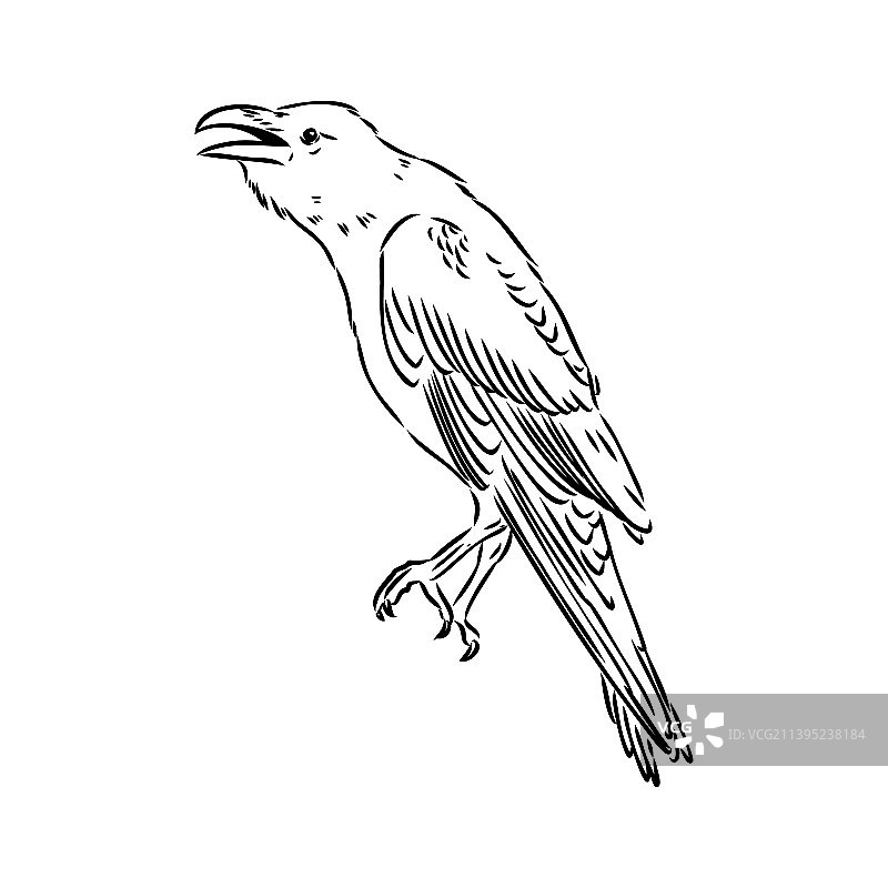 手绘黑乌鸦乌鸦鸟素描图片素材