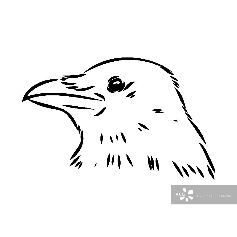 手绘黑乌鸦乌鸦鸟素描图片素材
