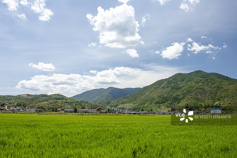 乡村田园风光：蓝天白云下的水稻田美景图片素材