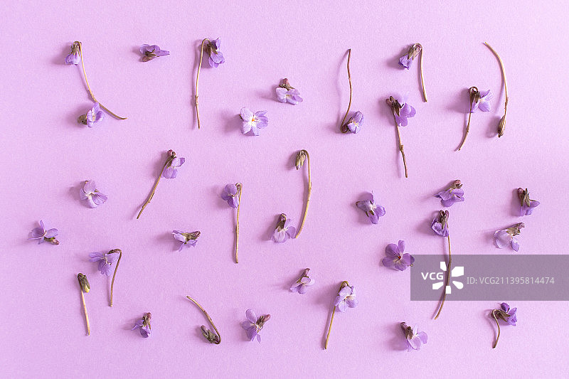 母亲节用春天的紫色花朵制作的贺卡图片素材