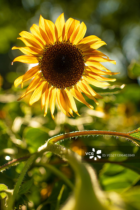 一棵盛开的向日葵,逆光唯美图片素材