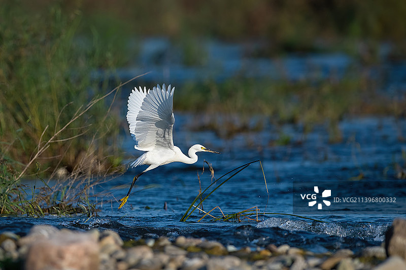 一只白鹭在蓝色的河水边振翅欲飞图片素材