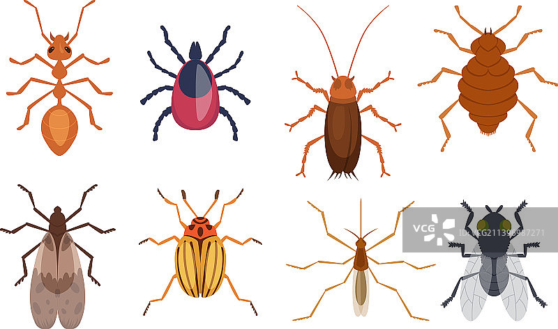 有害昆虫害虫蚂蚁蜈蚣蟑螂图片素材
