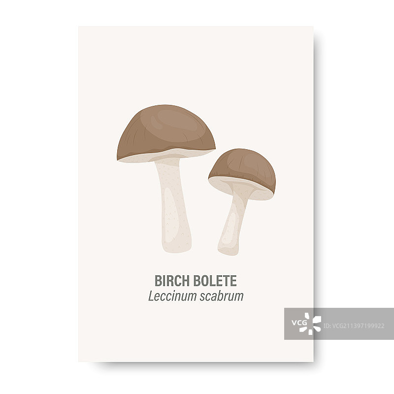桦树短苞蘑菇在白色上隔离图片素材