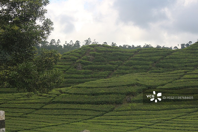 风景如画的农田对着天空，印度尼西亚图片素材