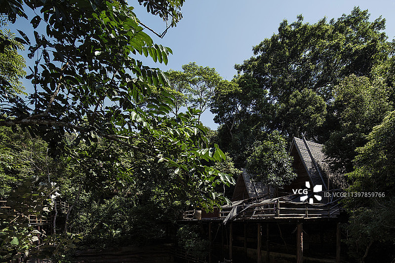 森林木屋、小屋、槟榔谷景区、热带雨林、非遗、海南文化、本土、黎族、槟榔树、热带、图片素材