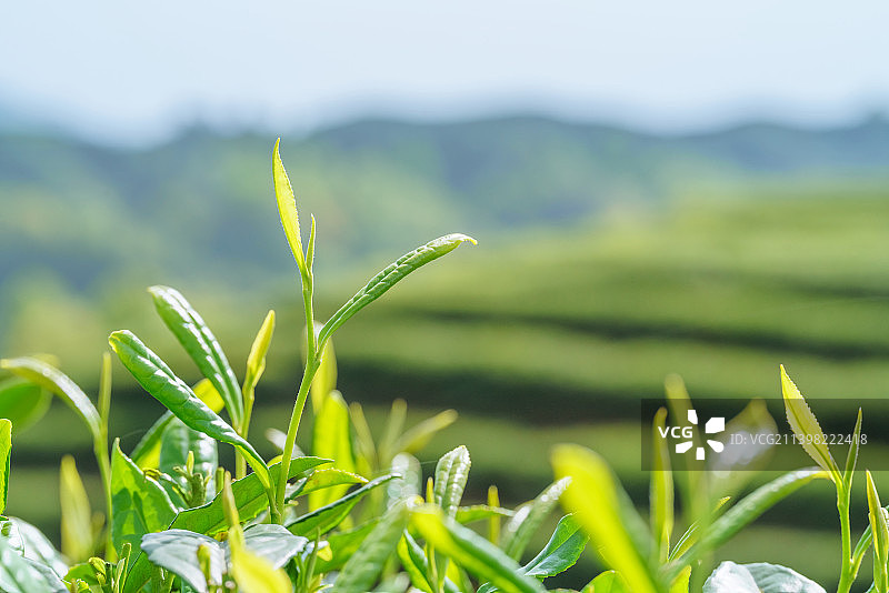 名山 蒙顶山 竹叶青 优质核心产区 有机 生态 新鲜 明前茶 茶马古道图片素材