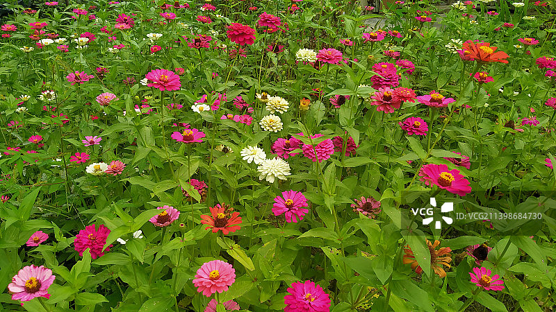 田野上粉红色开花植物的高角度视图图片素材