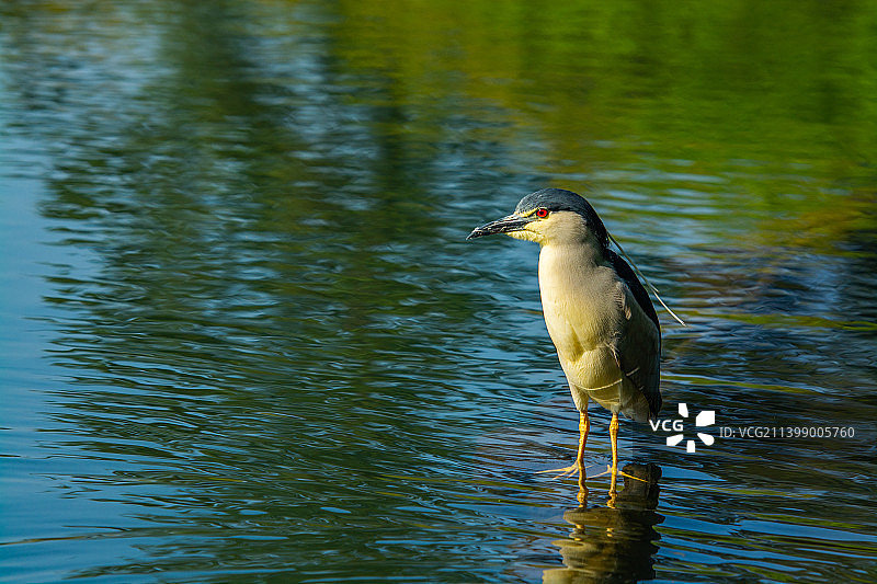 杭州西湖水鸟 夜鹭 苍鳽 夜鹤 水洼子 生态环境 西湖鸟类图片素材