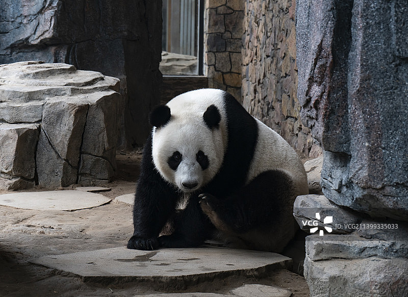 大熊猫坐着休息 趴着的熊猫图片素材
