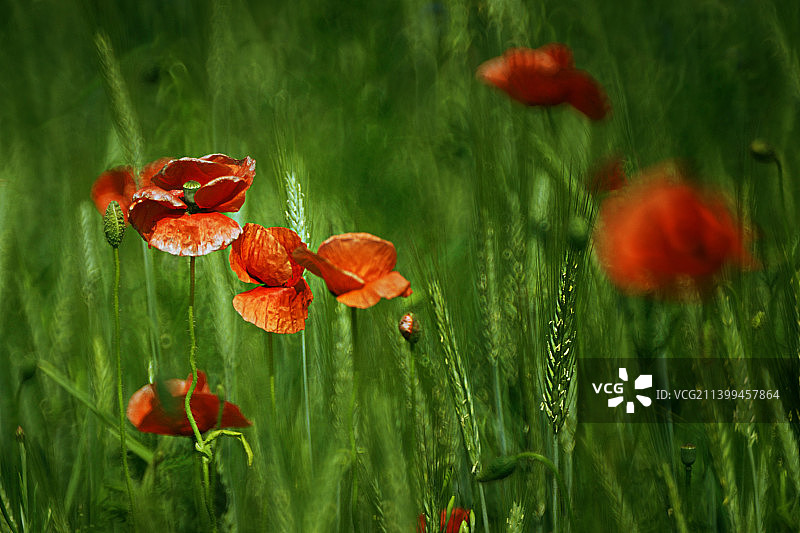 波兰，田野上红色罂粟花的特写图片素材