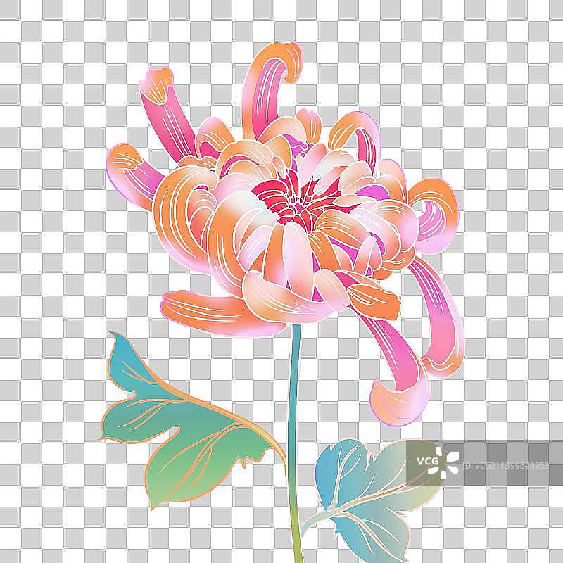 盛开的菊花插画元素图片素材