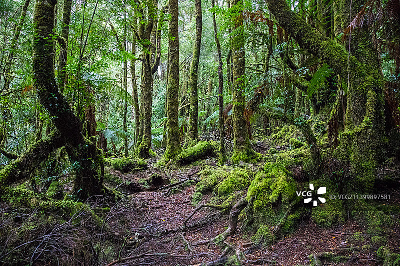 树木生长在森林，塔斯马尼亚，澳大利亚图片素材