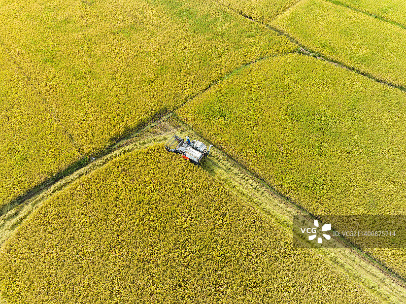金黄的稻田里联合收割机正在工作航拍图片素材