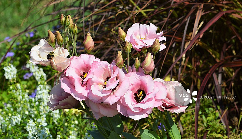 粉色开花植物的特写，米德尔顿，新泽西州，美国图片素材