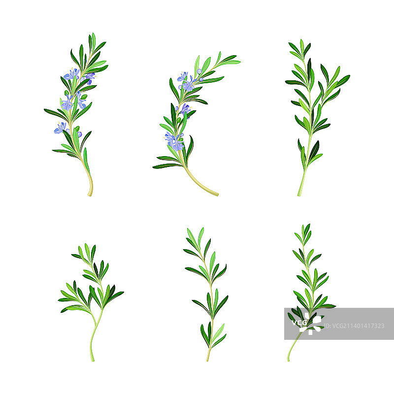 迷迭香为多年生草本植物，具有芳香图片素材