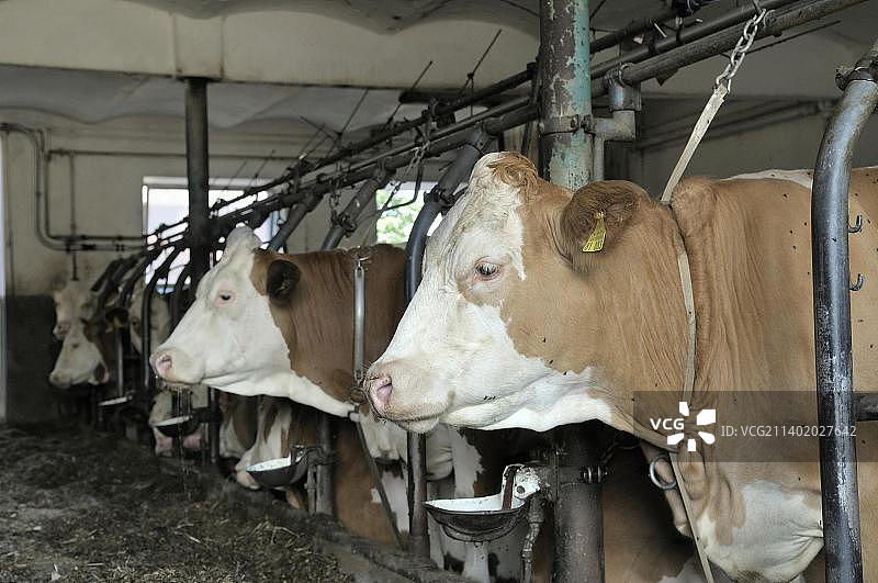 牛群站在牲口棚里，上巴伐利亚，德国，欧洲图片素材