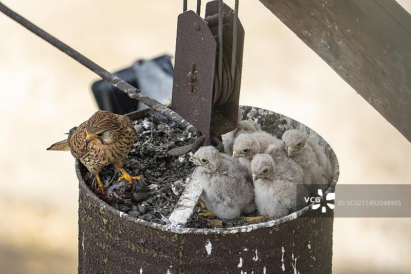 普通红隼(Falco tinnunculus)，成年鸟和五只幼鸟在巢中，Vulkaneifel，莱茵兰-法尔茨，德国，欧洲图片素材