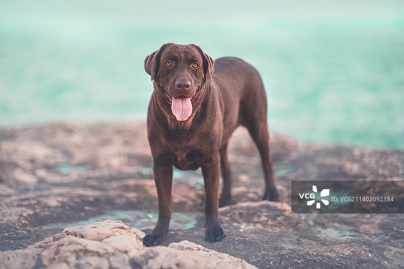 棕色拉布拉多寻回犬的肖像在岩石与大海的背景图片素材
