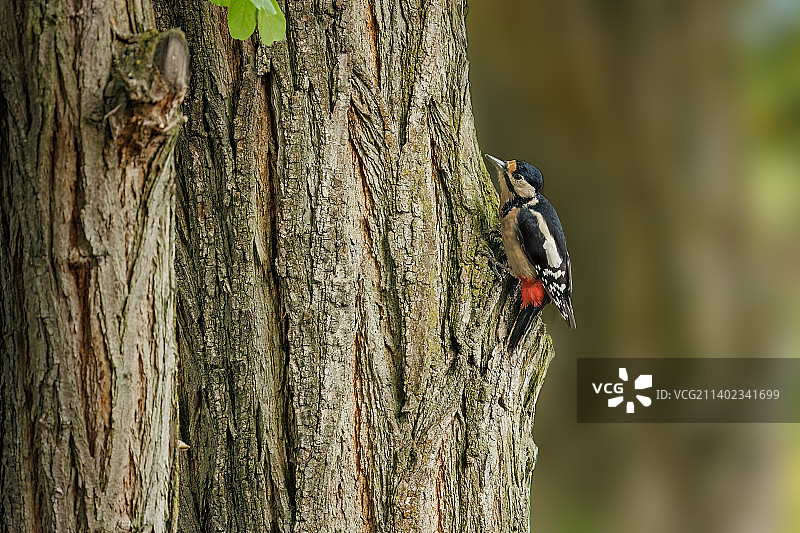 大斑点啄木鸟栖息在树干上的特写镜头图片素材