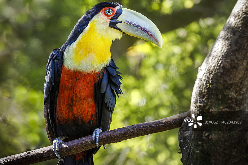 巴西潘塔纳尔的彩色小托科巨嘴鸟热带鸟图片素材