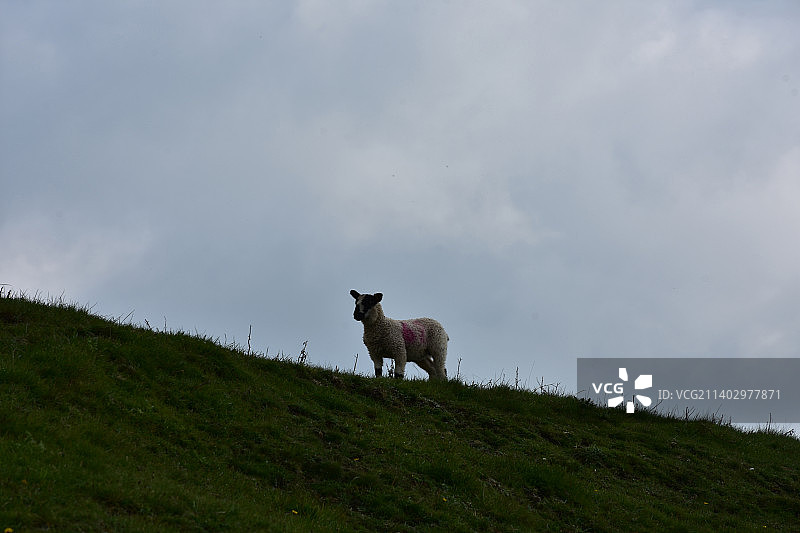 小羊的剪影在山顶上图片素材