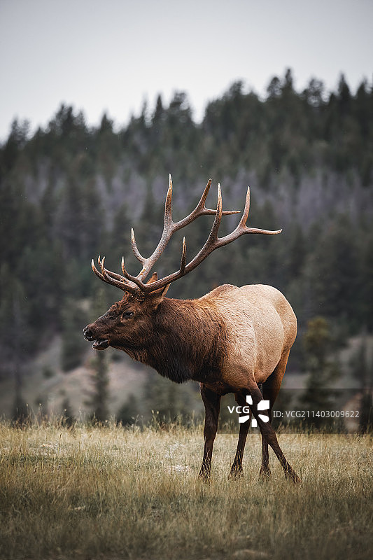鹿站在田野的侧面，贾斯帕，加拿大图片素材