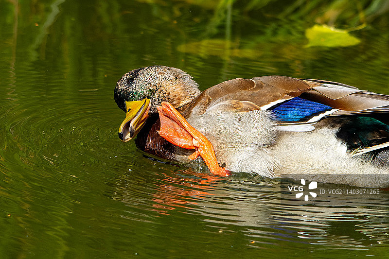 绿头鸭在湖中游泳的特写镜头图片素材