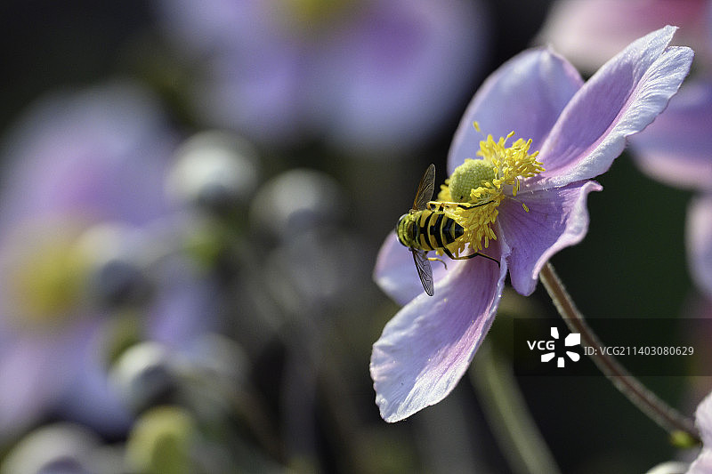 加拿大，紫色花朵上的昆虫特写图片素材