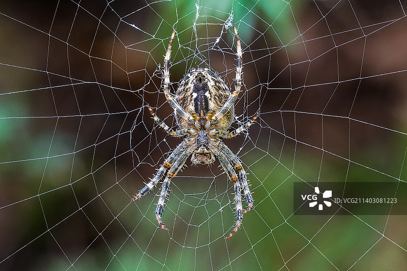 蛛网上的蜘蛛特写，QC JT Y，加拿大图片素材