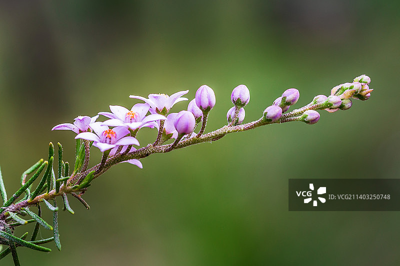 澳大利亚春天的第一野花，珀斯，西澳大利亚，澳大利亚图片素材