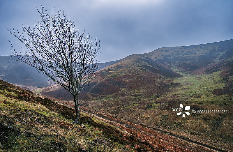 苏格兰荒野中的一棵孤树，英国，比格图片素材