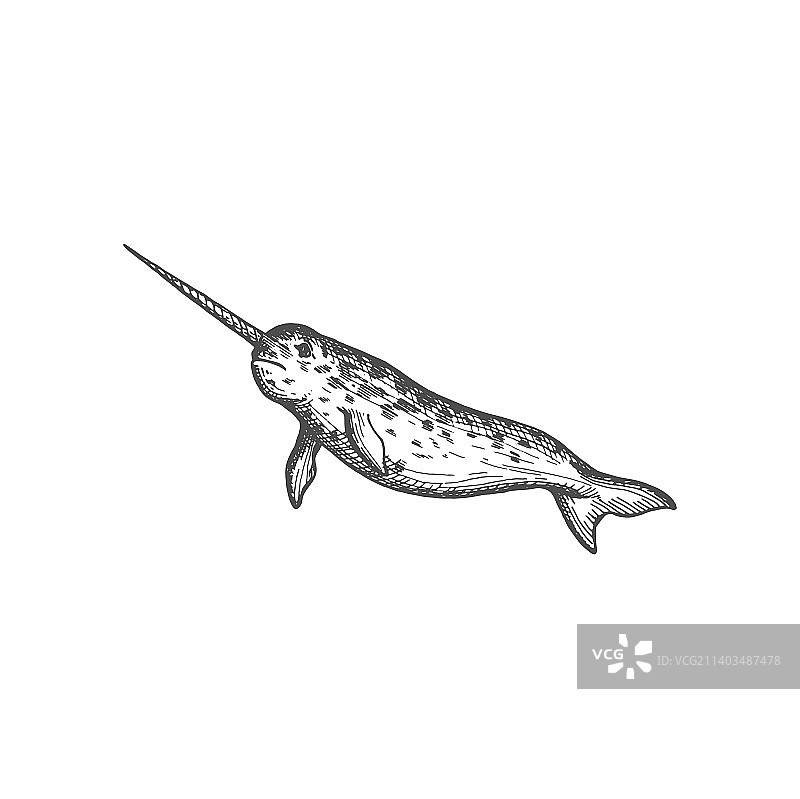独角鲸或独角鲸孤立的大型鱼类图标图片素材