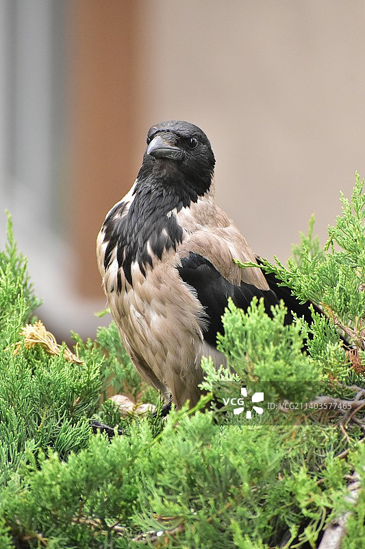 土耳其，老鹰在植物上栖息的特写镜头图片素材