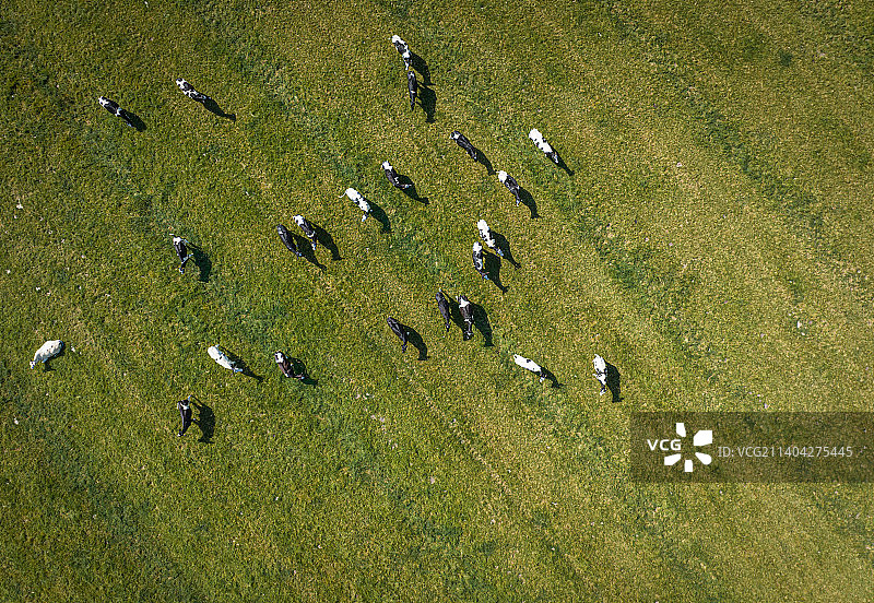 德国诺德弗里斯兰，羊群在草地上吃草的鸟瞰图图片素材