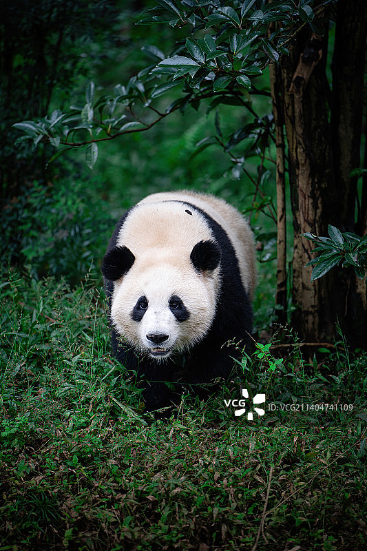 成都大熊猫繁育研究基地散步中的大熊猫图片素材