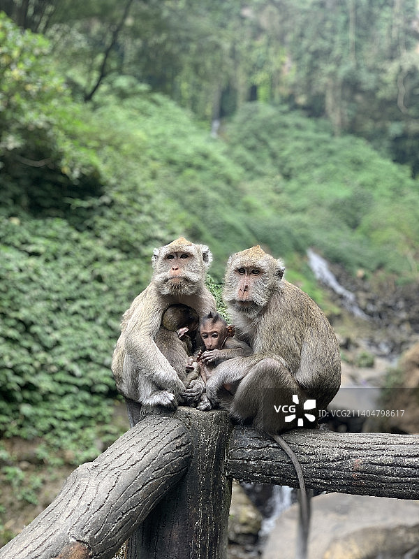 猴子坐在树上的低角度视图，印度尼西亚图片素材