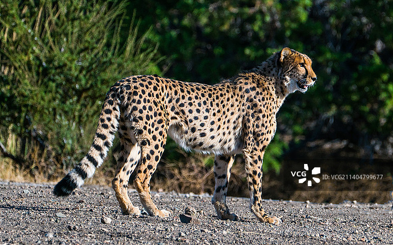 美国内华达州里诺，猎豹在球场上行走的侧视图图片素材