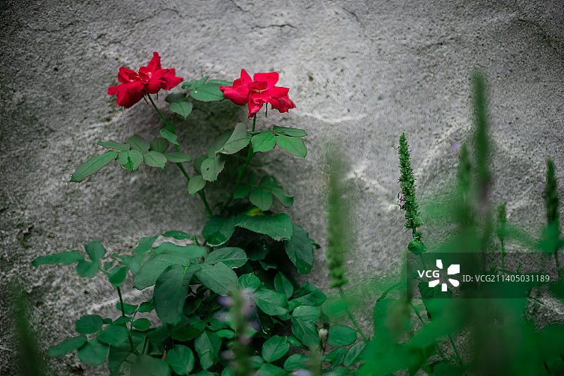 中国野生植物拍摄主题，绿化带园林里的栽培植物，绿色的月季花和盛开的粉红色花朵特写，户外无人图像摄影图片素材