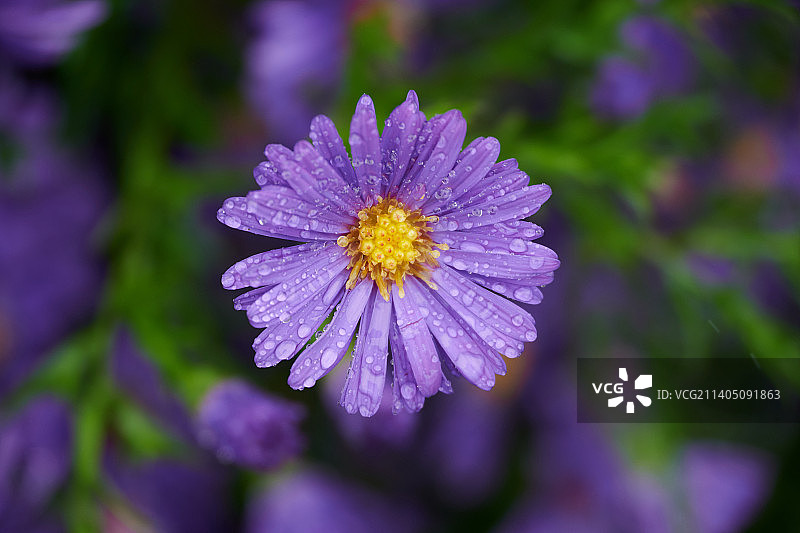 紫色菊花图片素材