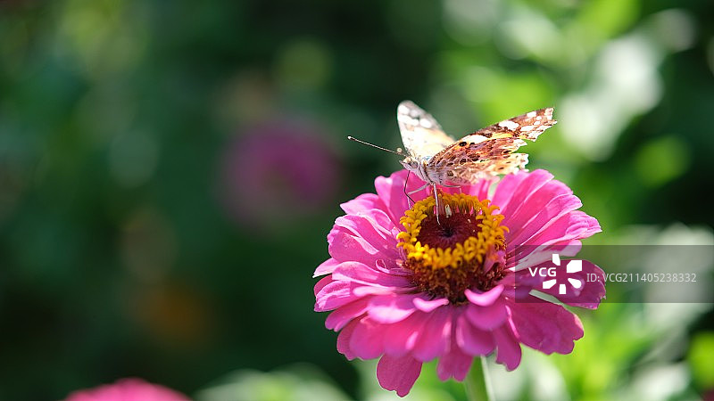 希腊萨摩斯，蝴蝶在粉色花朵上授粉的特写镜头图片素材
