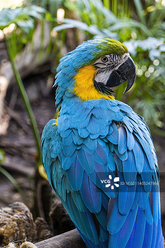 金色的蓝色金刚鹦鹉，蓝色和黄色的颜色，强烈的颜色图片素材