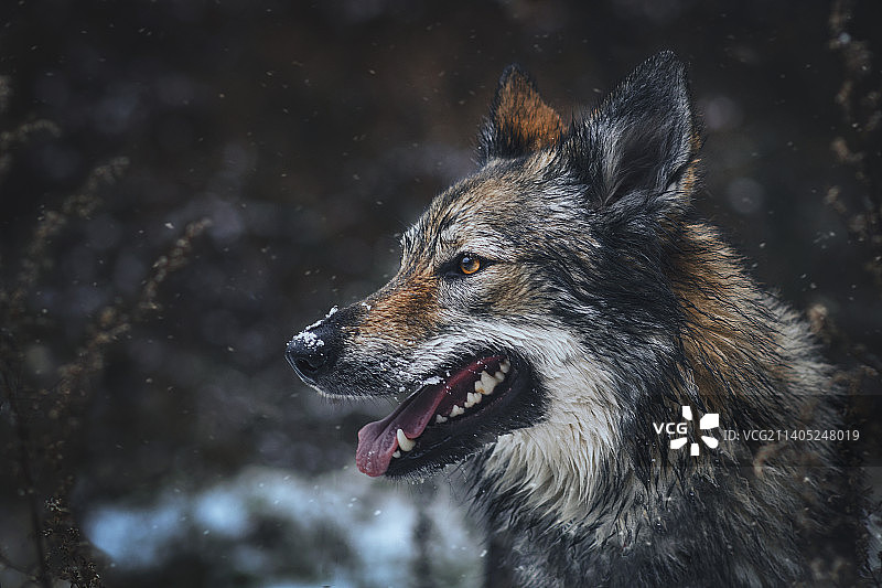 捷克共和国，狼向别处的特写图片素材