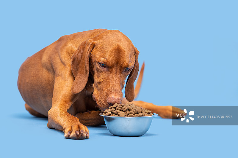 Vizsla狗满碗的狗粮隔离在淡蓝色背景干宠物食品的概念图片素材