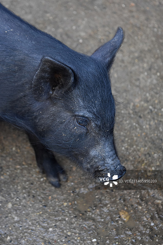 可爱的黑小猪，微微低着头图片素材
