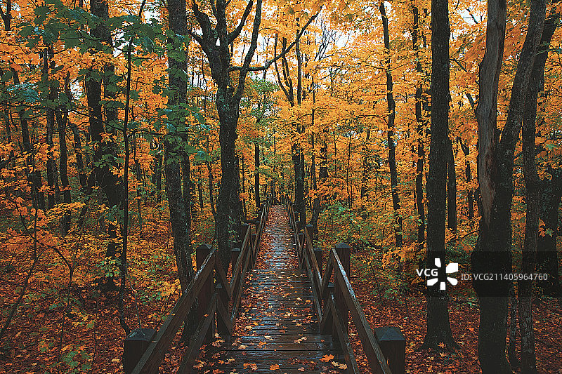 秋天森林中的树木，山顶，美国，美国图片素材